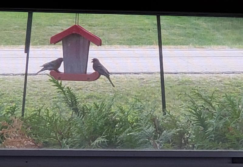 Birds at the feeder