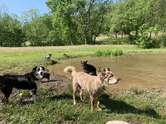 My dogs at their cooling off pond.