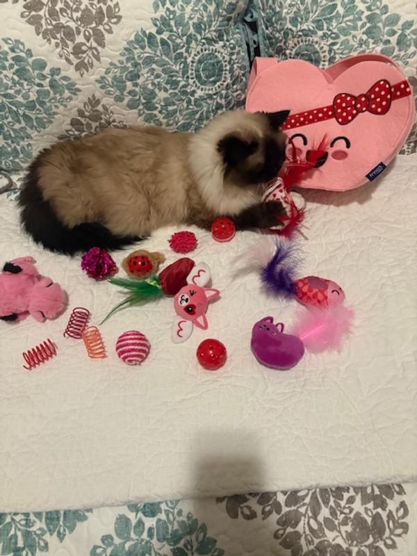 My cat's favorite feathered toy.