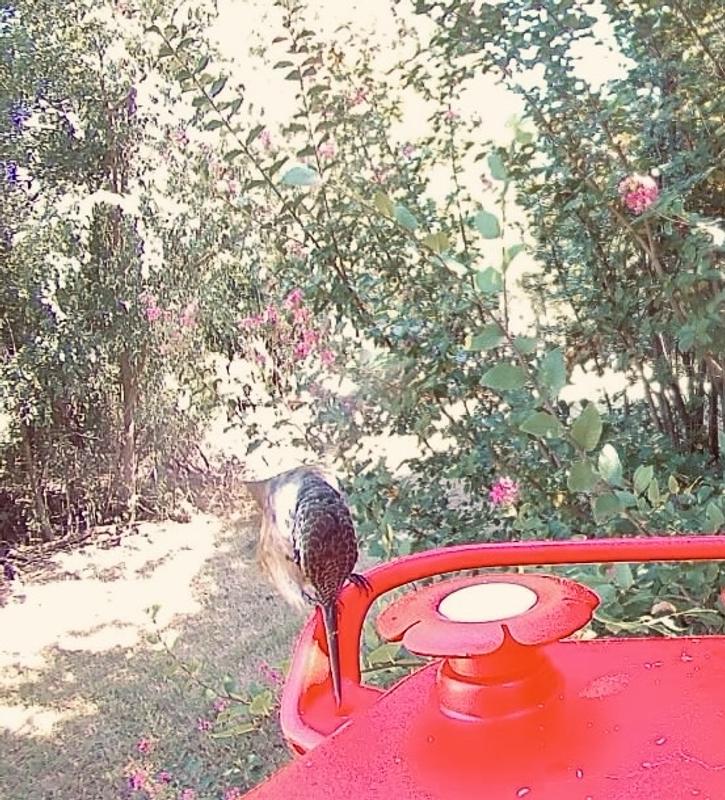 Drinking leaked nectar