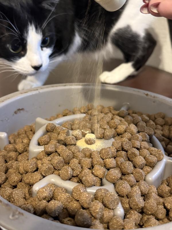 Our kitty was even curious