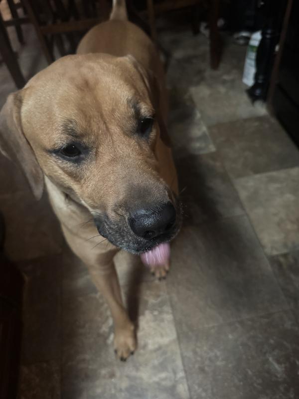 He’s unsure if he likes it. I had to fill a pill pocket to give it.