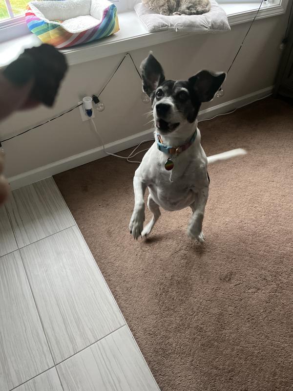 Gaining some air for the treats