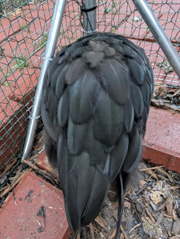 Fibro Easter Egger chick's iridescent feathers