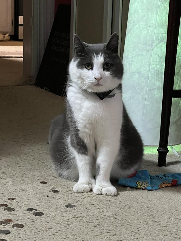 My 18 lb thug who runs the neighborhood with his thumbs and mafia connections.