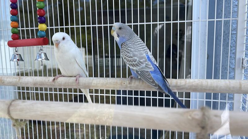 Clear glass is great to take close up pictures while being easy to focus the image.