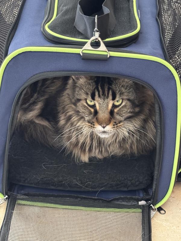 Cat in a carrier.