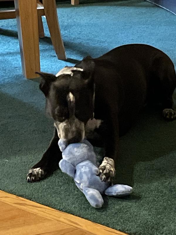 Stella and the blue bear