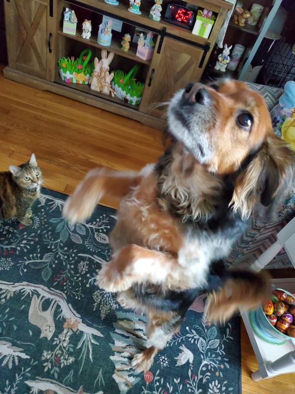 Kendra will stand and dance for these treats!