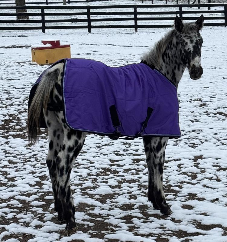 Tiana wearing her Kensington blanket. Tiana is a Sugarbush Harlequin