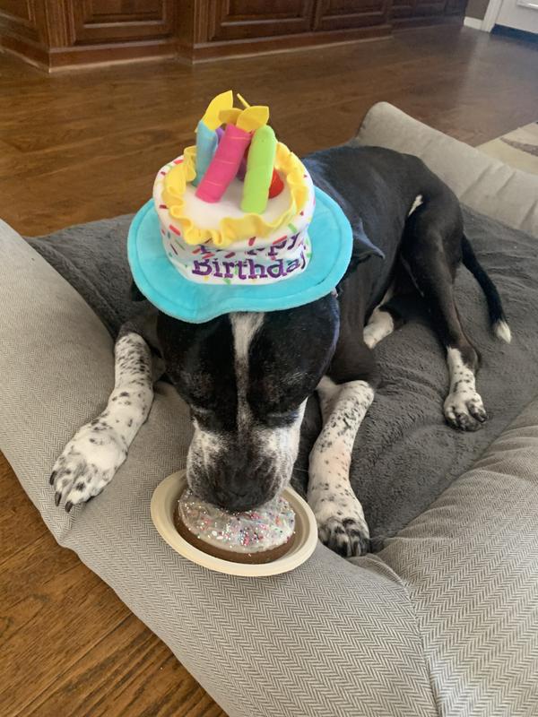 Pup pie birthday cake best sale