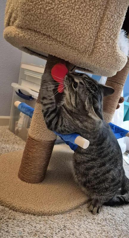 Wasabi the cat he loves playing with the toy crab on the tiki hut .