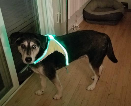 Noxgear lighthound led illuminated & reflective dog outlet harness