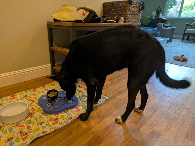 More enticing than wet food enrichment