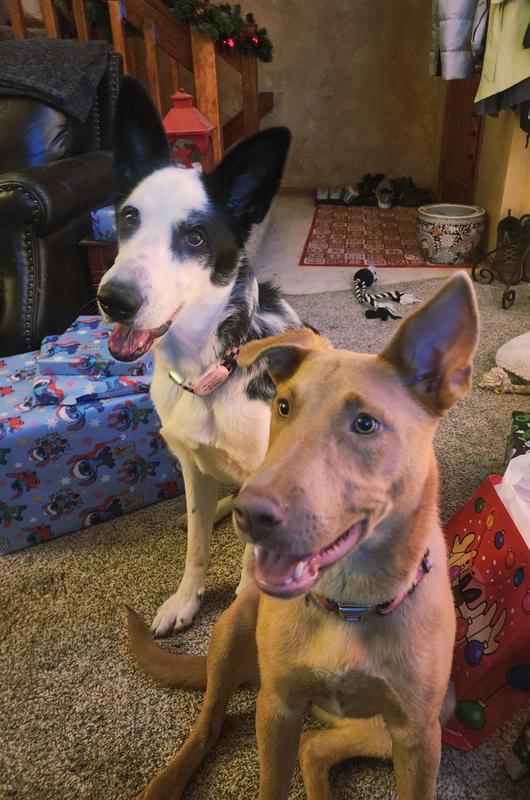 Waiting patiently for Duck