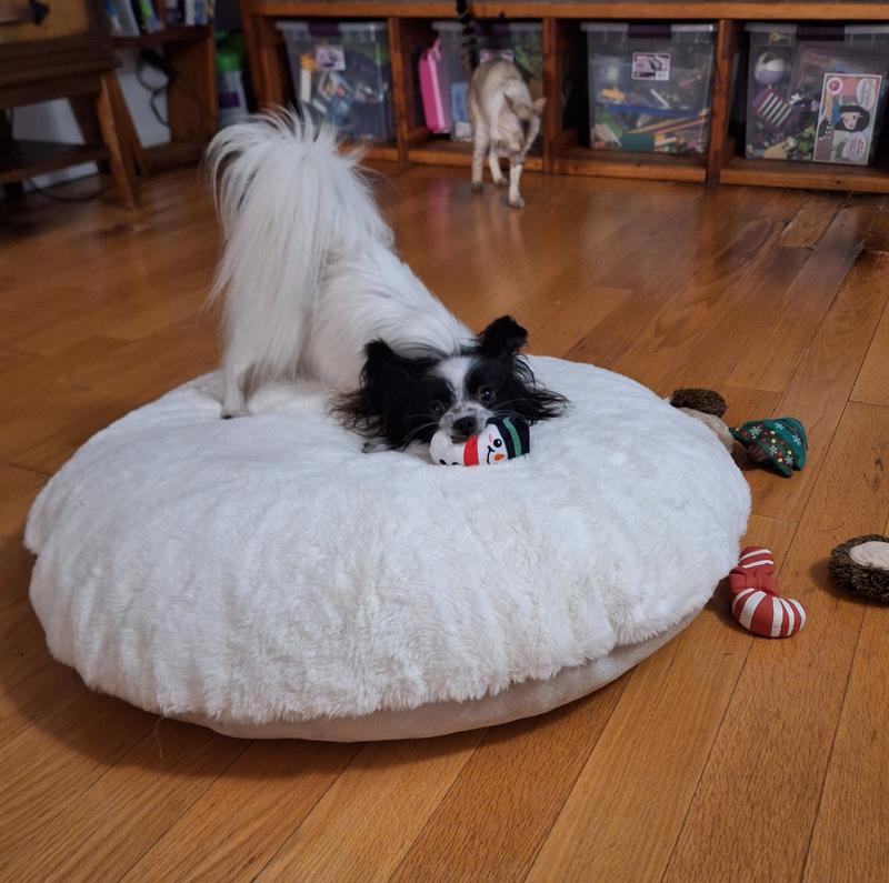 Sylvie ready to play after her groom.