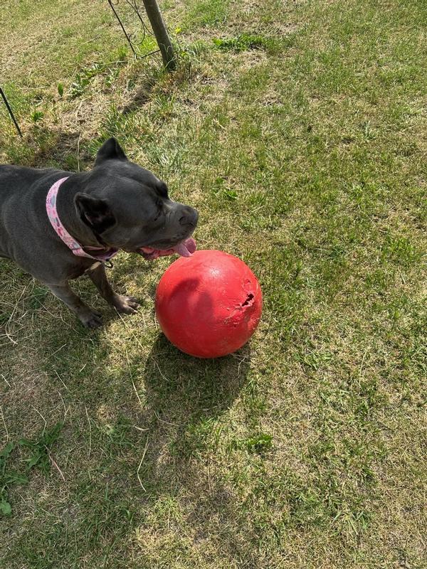 Are Nerf Dog Toys Non Toxic Virtually Indestructible Best Ball For