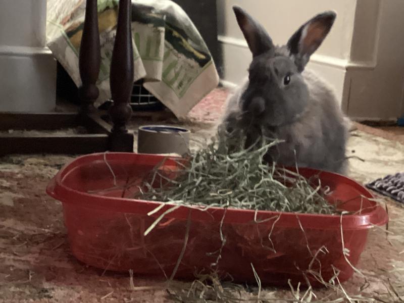 Easter loves it and so do I