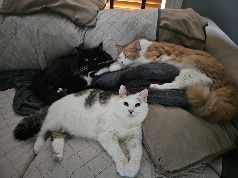 Rambo Franklin, Bunny Lee, & Aristotle Duke