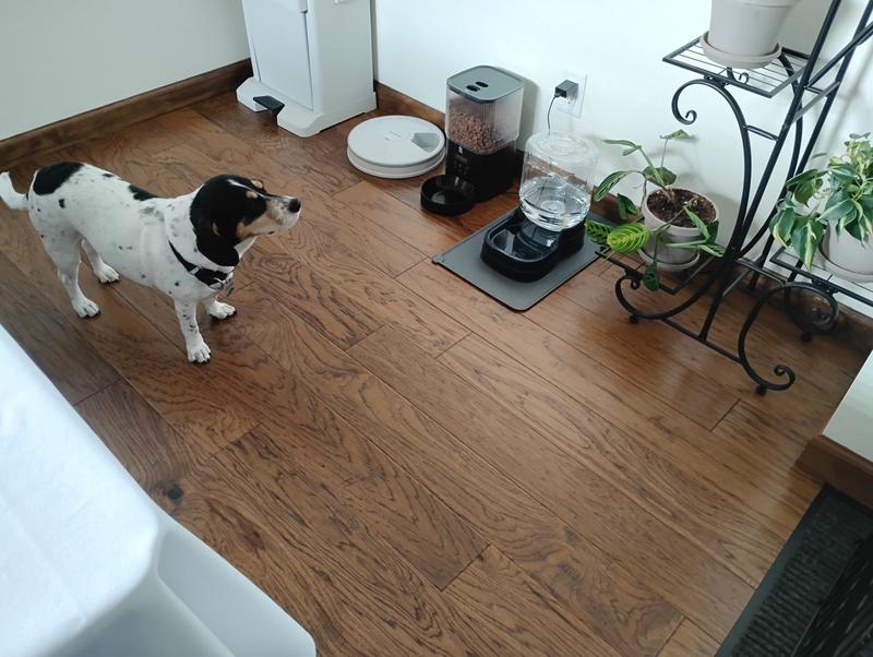 Whining for more between meals.