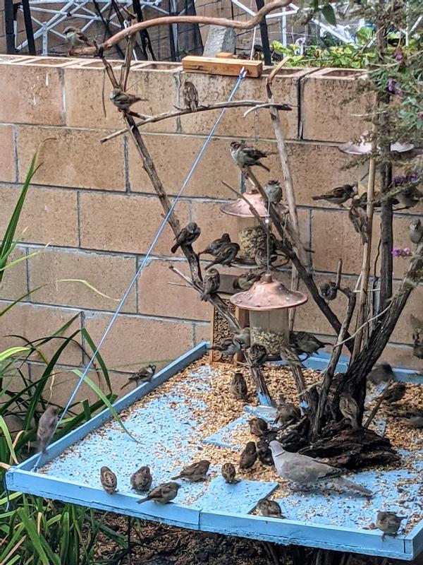 some of our visitors. We also get ringneck doves as well as a variety of birds that are "just passing through"