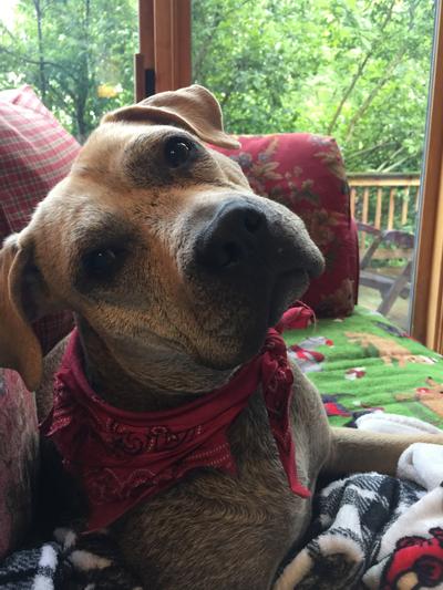 Am Staff Terrier X