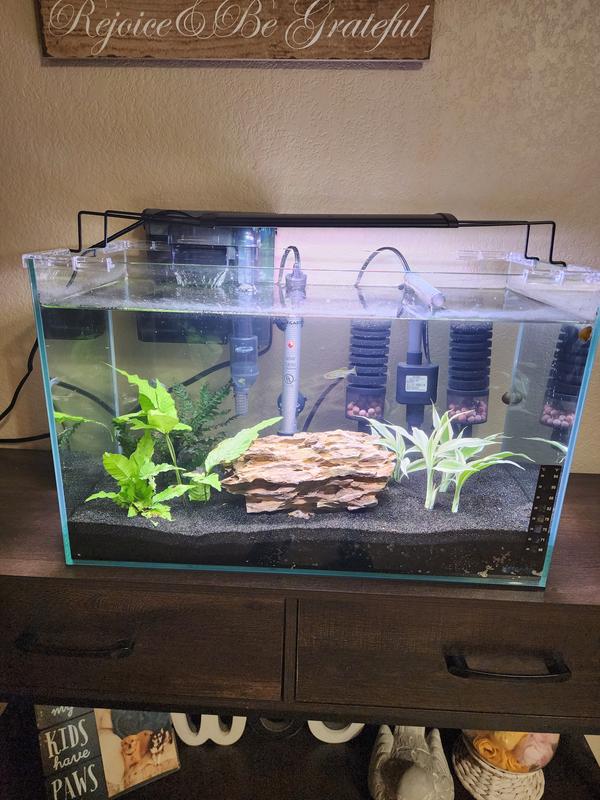 Just beautiful! Love my rimless fish tank.