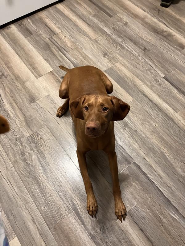 Dog begged for them too