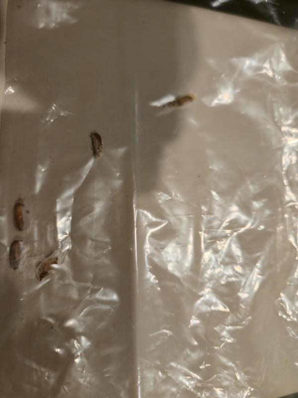 these are what i got off of my dogs bowls