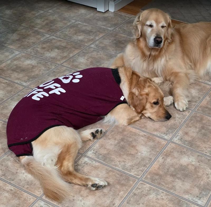 Molly's Ruff Life Surgisuit
