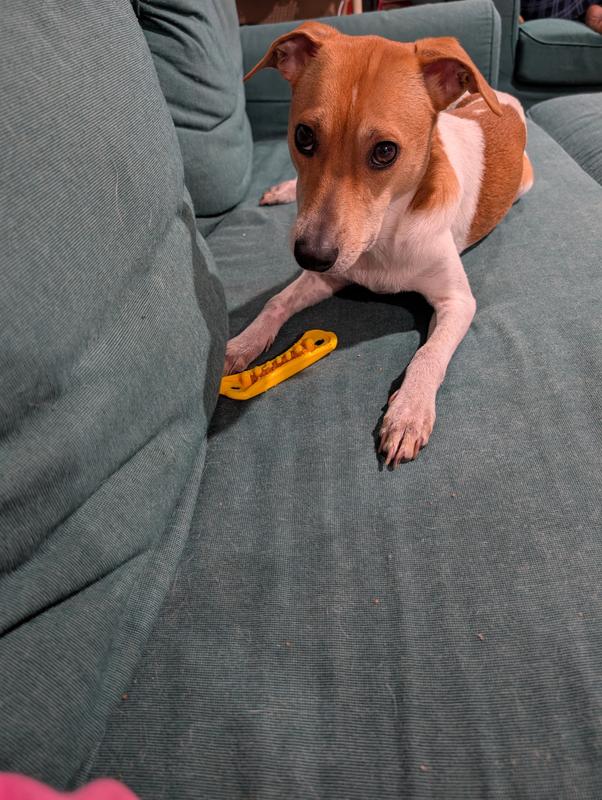 Daisy in pic with a different toy since I had to take this treat away.