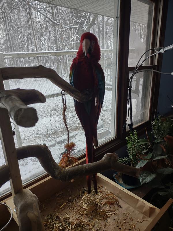 Pinata remains