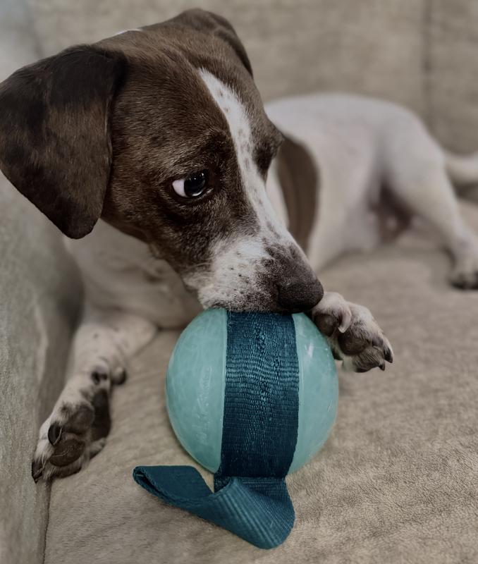 PJ with his Bark ball