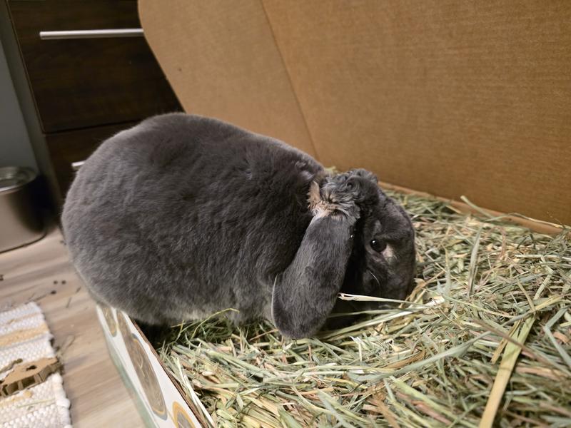 Theo loves the oat hay but it was a bit too high in sugar for him, so now he only gets a little ad a treat
