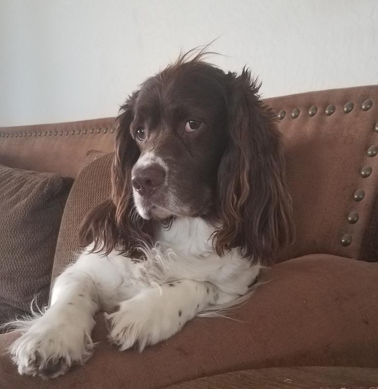 I don't always woof down my food, but when I do it's Jinx dry dog food