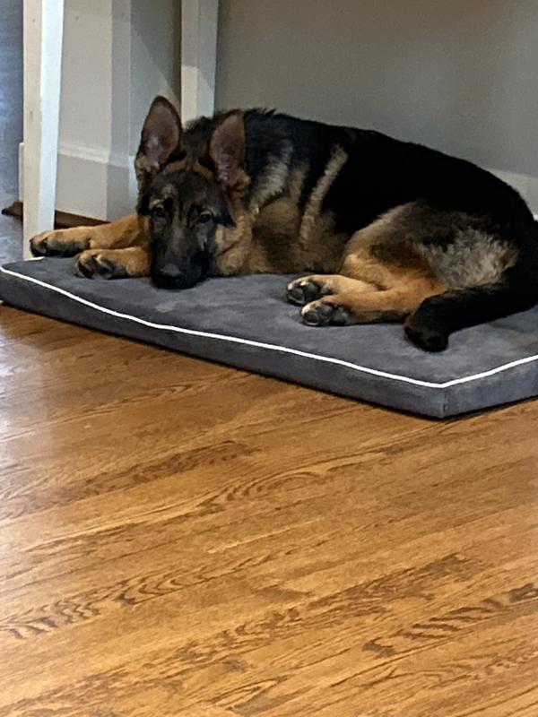 Four month old female