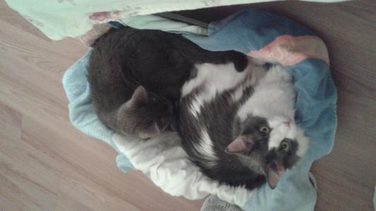 He's the black and white one
