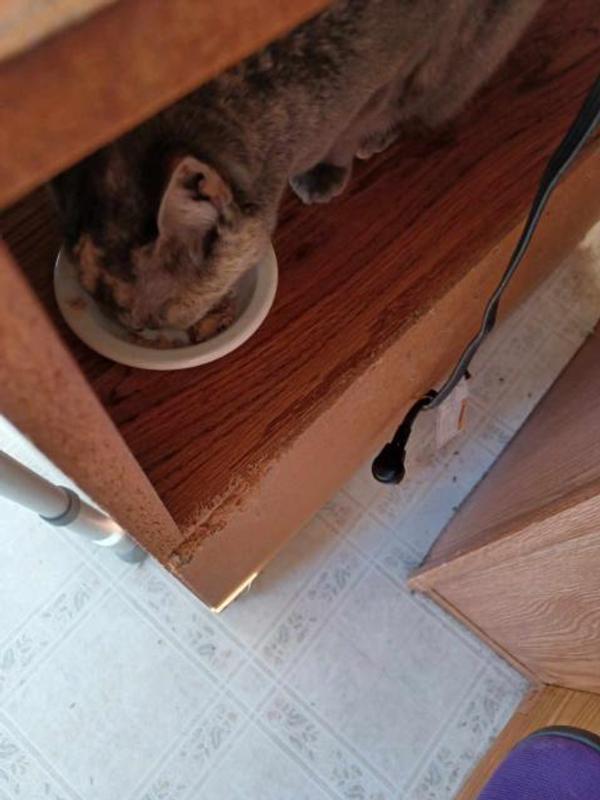 ORIJEN Original Entree in Bone Broth Wet Cat Food, 3oz can, case of 24