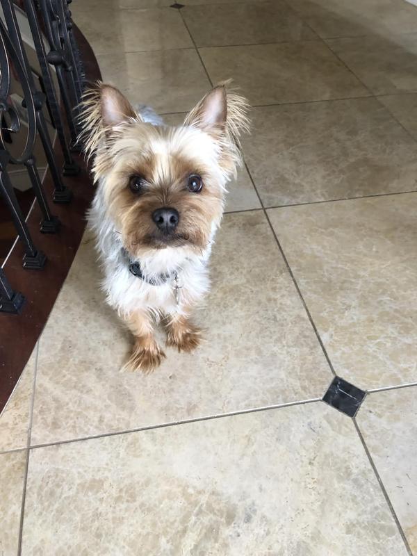Believe it or not his name is Chewy (short for Chewbacca)
