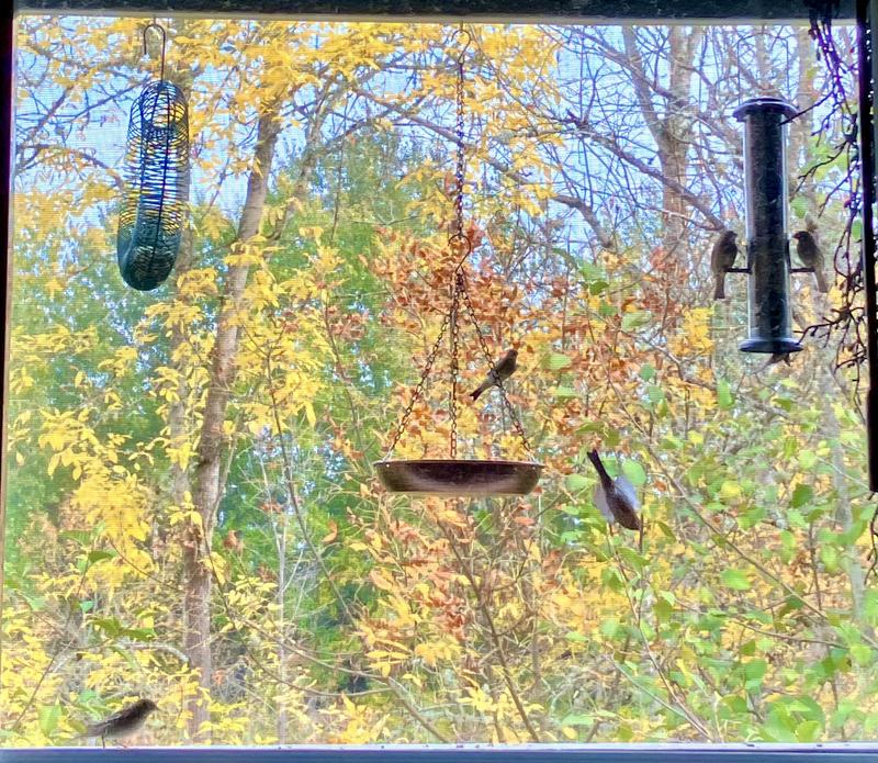 A couple of feathery diners at my feeders