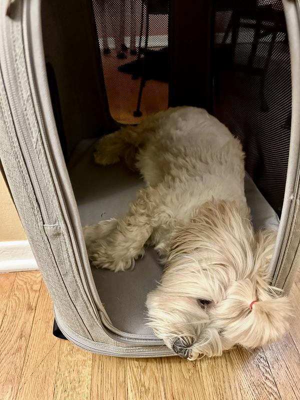 18lb Havanese in small carrier