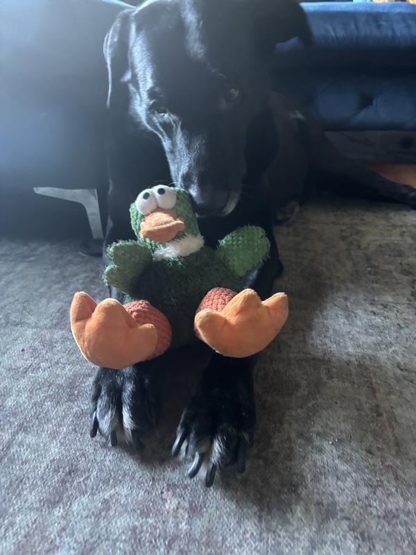 Good large breed toy