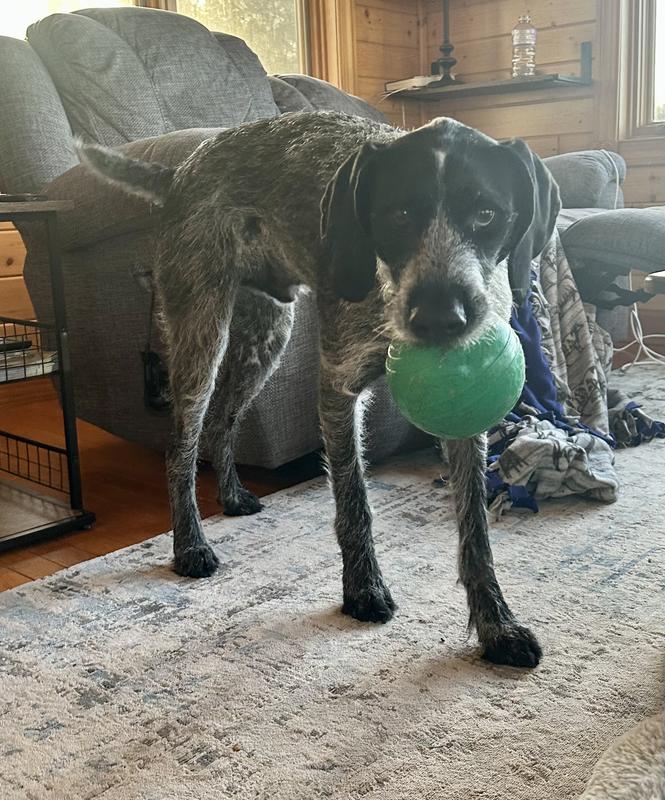 72# Wirehair enjoying it