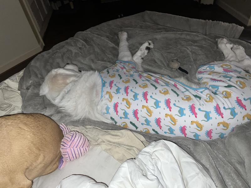 Just a Pyr in her Pj’s