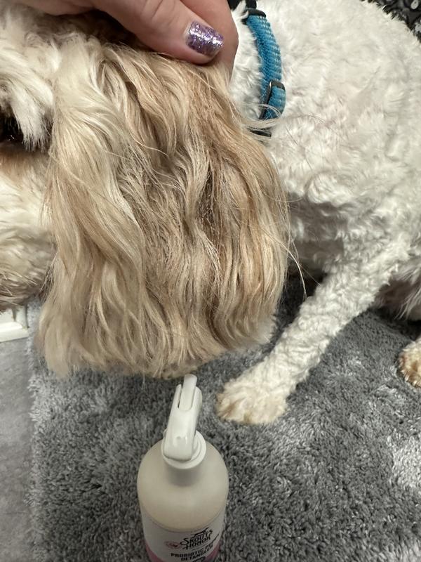 Sprayed it on and it stayed in his hair with no problems