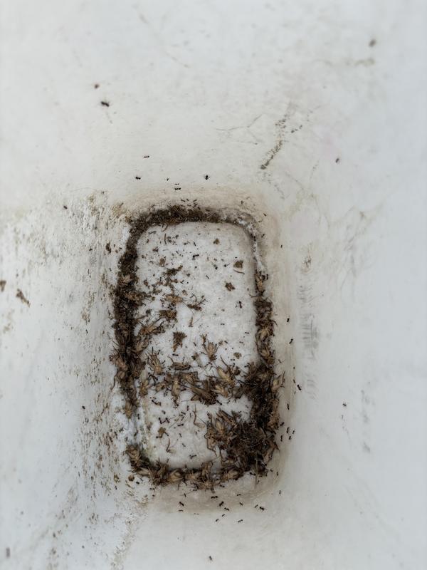 Ants killed crickets