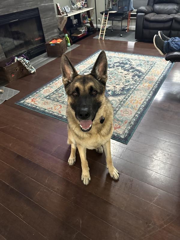 Carlos waiting for treat if jerky