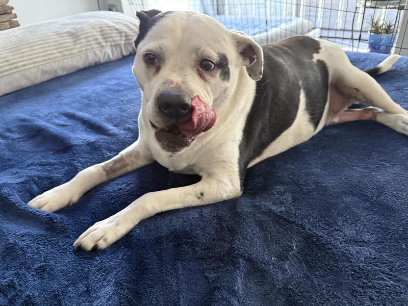 Bruno enjoyed his morning treats