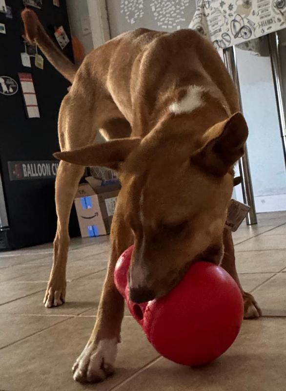 PeanutButter can put her jaw around the largest part of the Large Kong Treat Dispenser