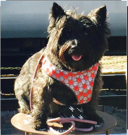 Grover - 10 years old